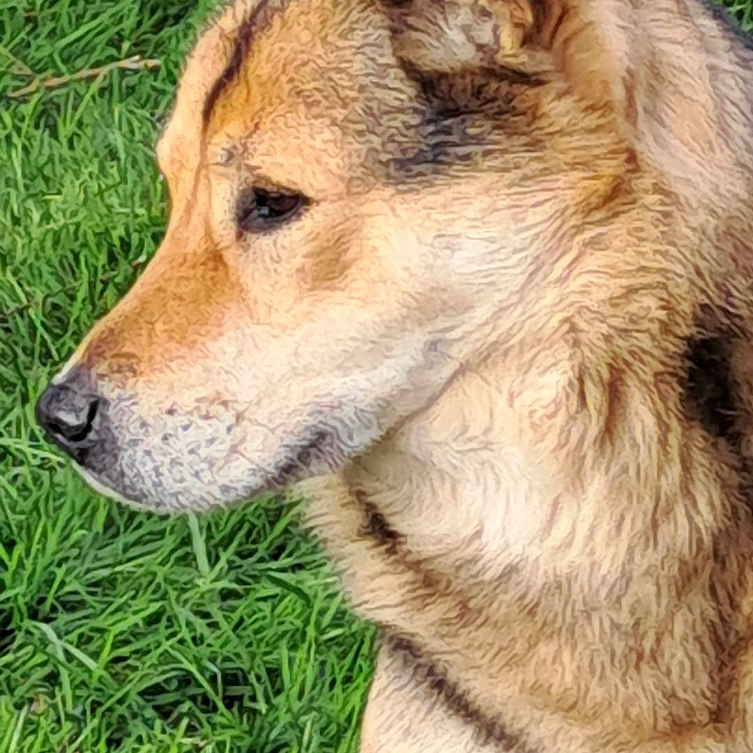 Mon Loup a rejoint le concours — aidez-le/la à gagner de superbes lots ! animal, canine, coyote, dog, field, germanshepherd, goldenretriever, grass, grassland, hound, husky, lawn, nature, outdoors, pet, plant, puppy, redwolf, snout, wolf