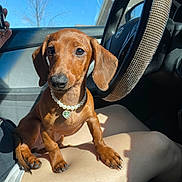 Sienna is registered to the contest to win money with this photo: dachshund, puppy, dog, pearl_necklace, car_interior, steering_wheel, sunlight, lap, person, shorts, window, blue_sky, tree, shadow, cute, pet, animal, jewelry, closeup, domestic_animal