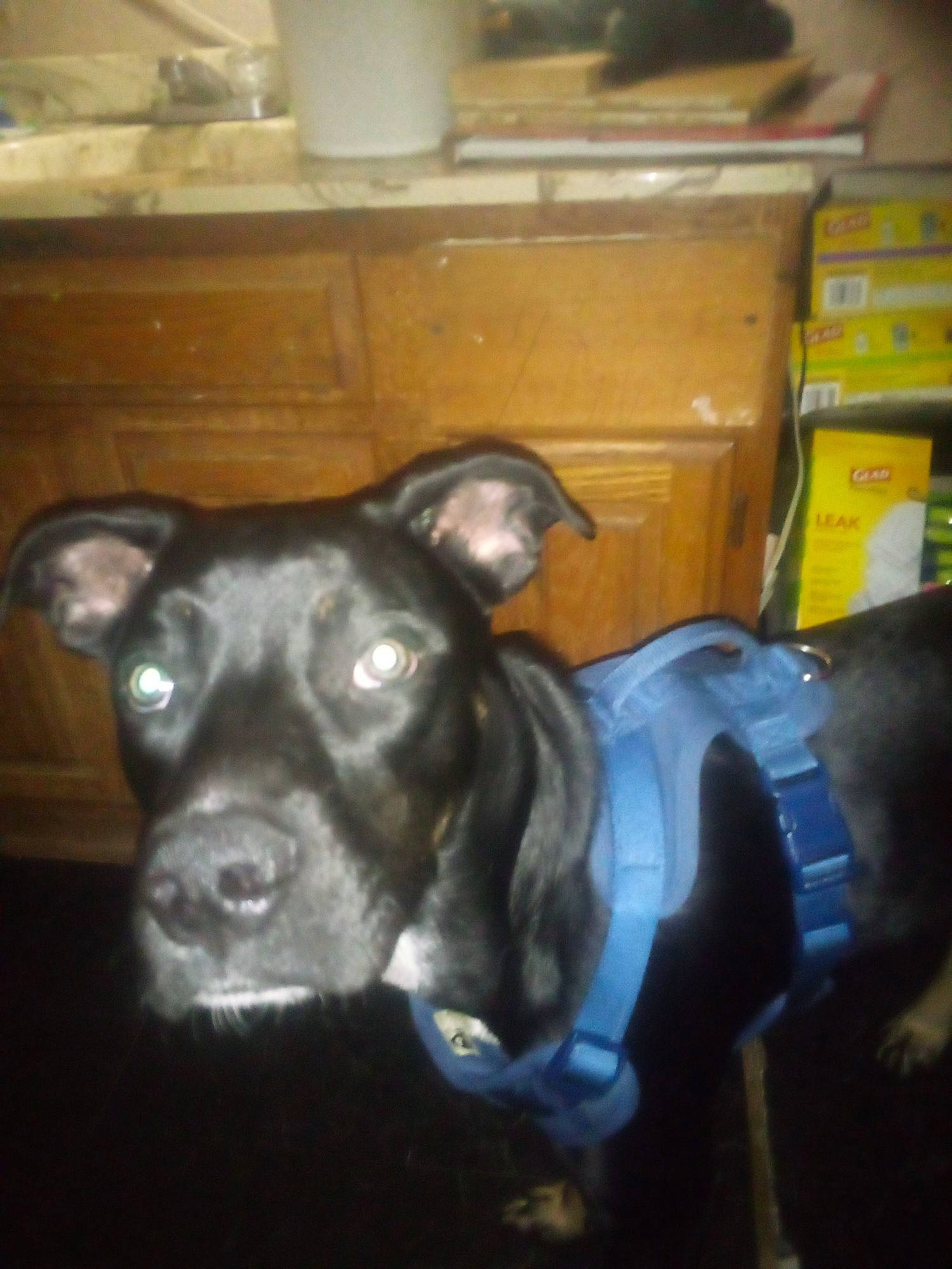 Onyx is registered to the contest to win money with this photo: canidae, carnivore, companion_dog, dog, dog_breed, ear, fawn, fur, guard_dog, non_sporting_group, room, snout, sporting_group, tail, terrestrial_animal, whiskers, working_animal