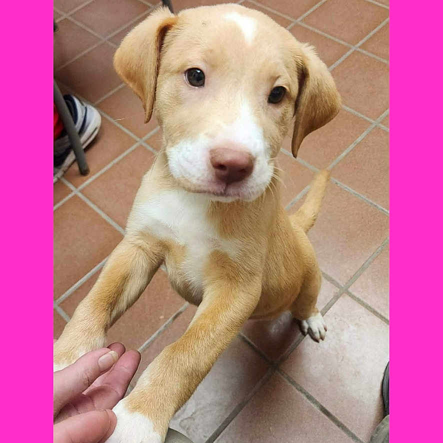 Sig joined the competition — help win amazing prizes! puppy, dog, brown_fur, white_fur, tile_floor, indoor, person_hand, knee, curious, pet, animal, cute, looking_up, floor, furniture, phone_screen, mobile_ui, edit_button, pink_background, interaction