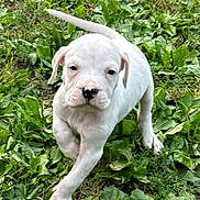 Guapo is registered to the contest to win money with this photo: animal, ball, boxer, bulldog, canine, dog, frenchbulldog, grass, herbal, herbs, leaf, pet, pitbull, plant, puppy, soil, sport, tennis, vegetation, whitedog