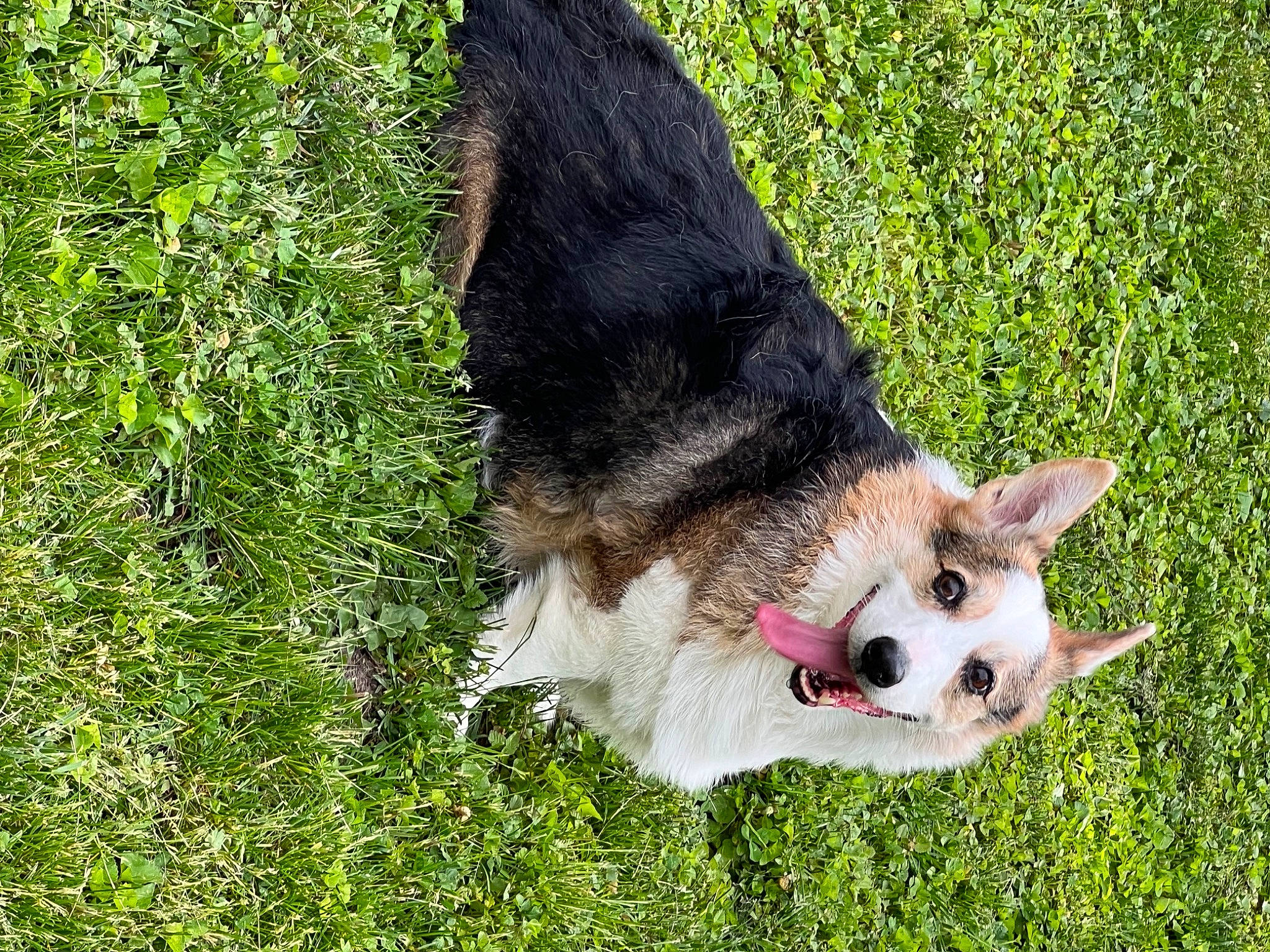 Indi joined the competition — help win amazing prizes! canidae, carnivore, collar, companion_dog, dog, dog_breed, felidae, fur, grass, herding_dog, paw, plant, snout, sporting_group, tail, terrestrial_animal, whiskers, wildlife, working_dog