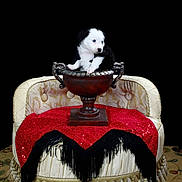 Leahi is registered to the contest to win money with this photo: animal, art, blanket, canine, cat, couch, cushion, dog, dogbed, furniture, homedecor, kitten, pet, plant, porcelain, pottedplant, pottery, puppy, tablecloth, velvet