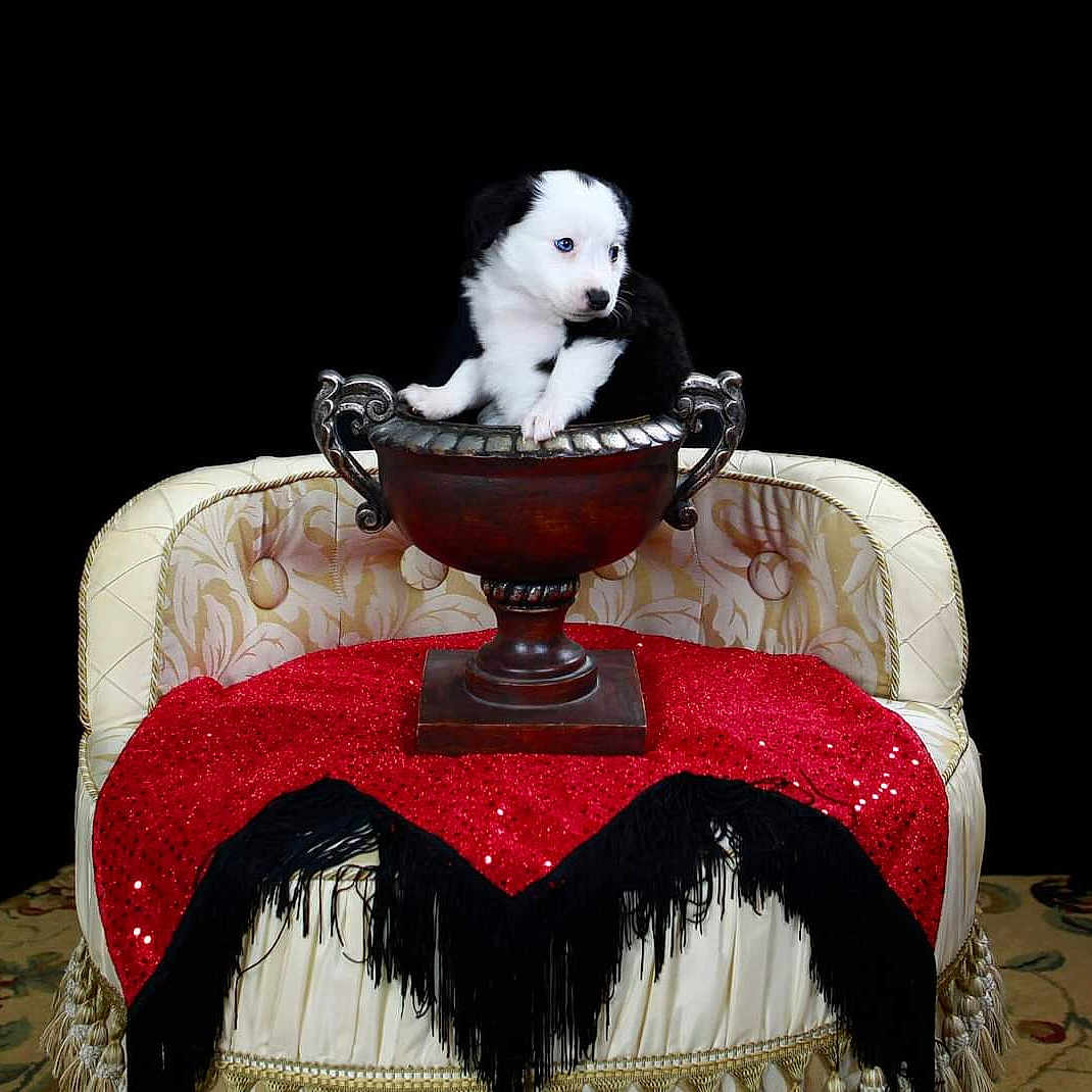 Leahi is registered to the contest to win money with this photo: animal, art, blanket, canine, cat, couch, cushion, dog, dogbed, furniture, homedecor, kitten, pet, plant, porcelain, pottedplant, pottery, puppy, tablecloth, velvet