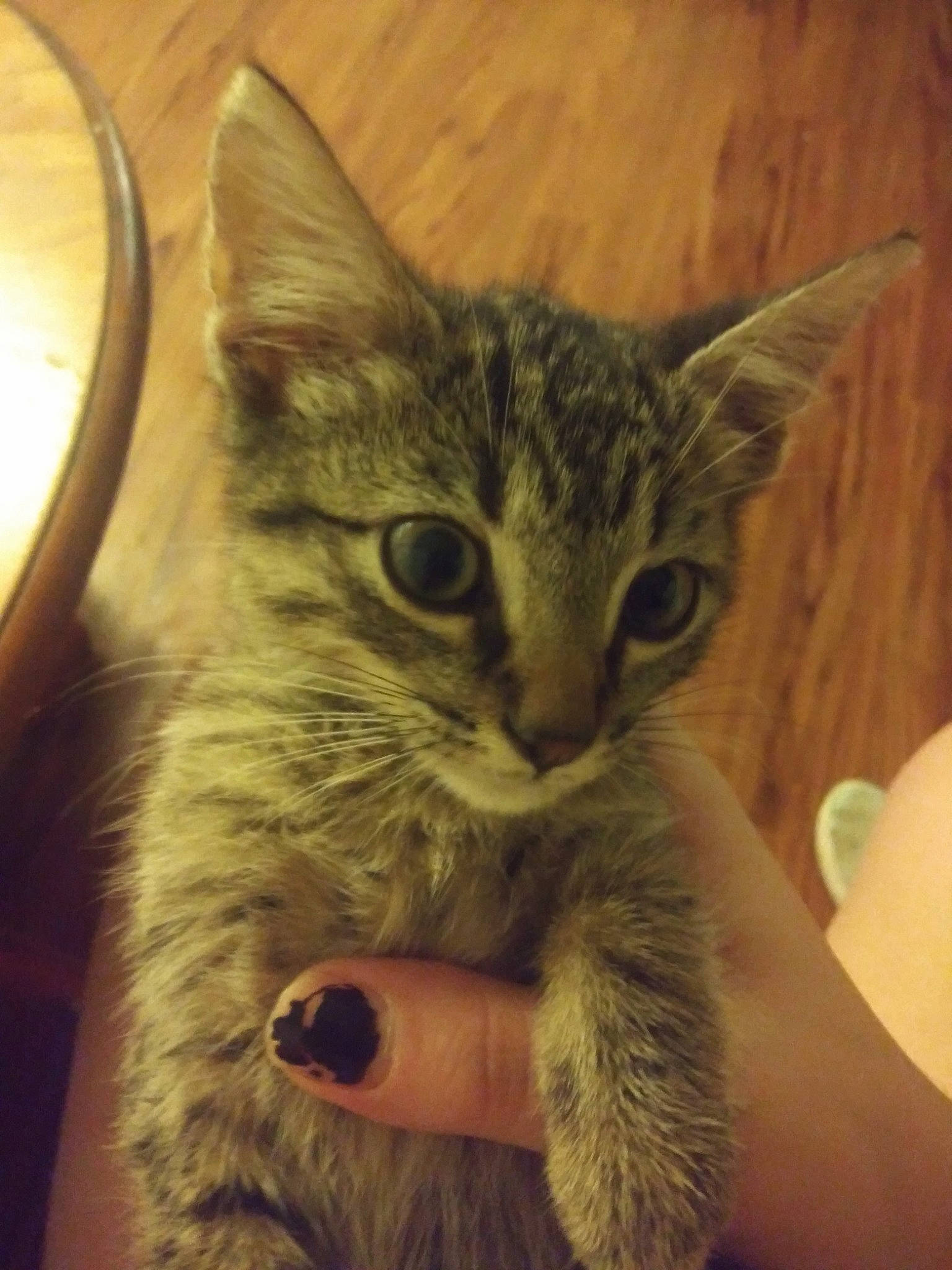 Mr.pepe is registered to the contest to win money with this photo: carnivore, cat, claw, domestic_short_haired_cat, ear, eye, felidae, fur, gesture, hair, head, nail, paw, small_to_medium_sized_cats, snout, tail, terrestrial_animal, whiskers