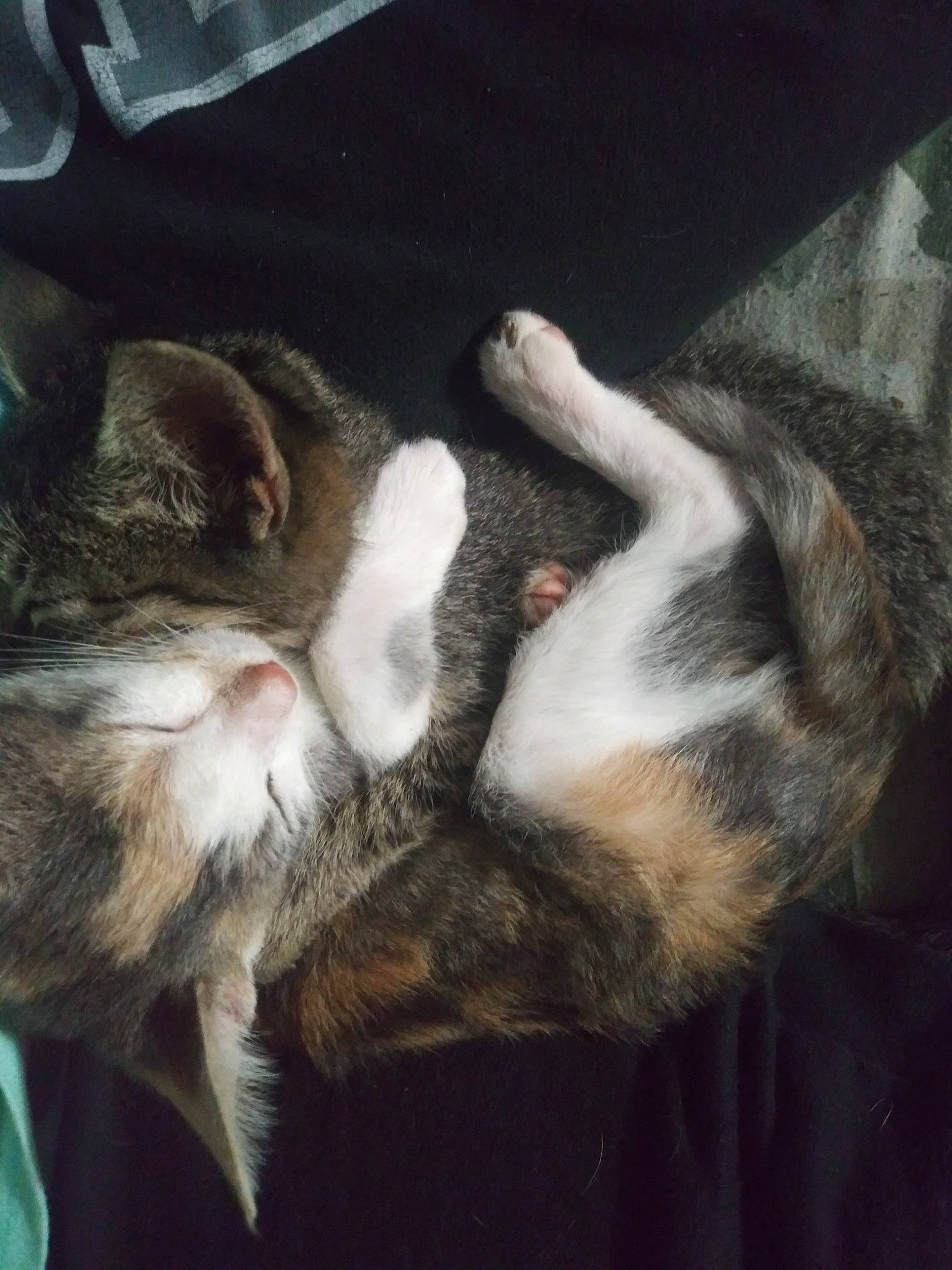 Mr.pepe is registered to the contest to win money with this photo: canidae, carnivore, cat, claw, cloud, comfort, domestic_short_haired_cat, felidae, fur, gesture, human_leg, mammal, metal, nap, paw, sleep, small_to_medium_sized_cats, tail, vertebrate, whiskers