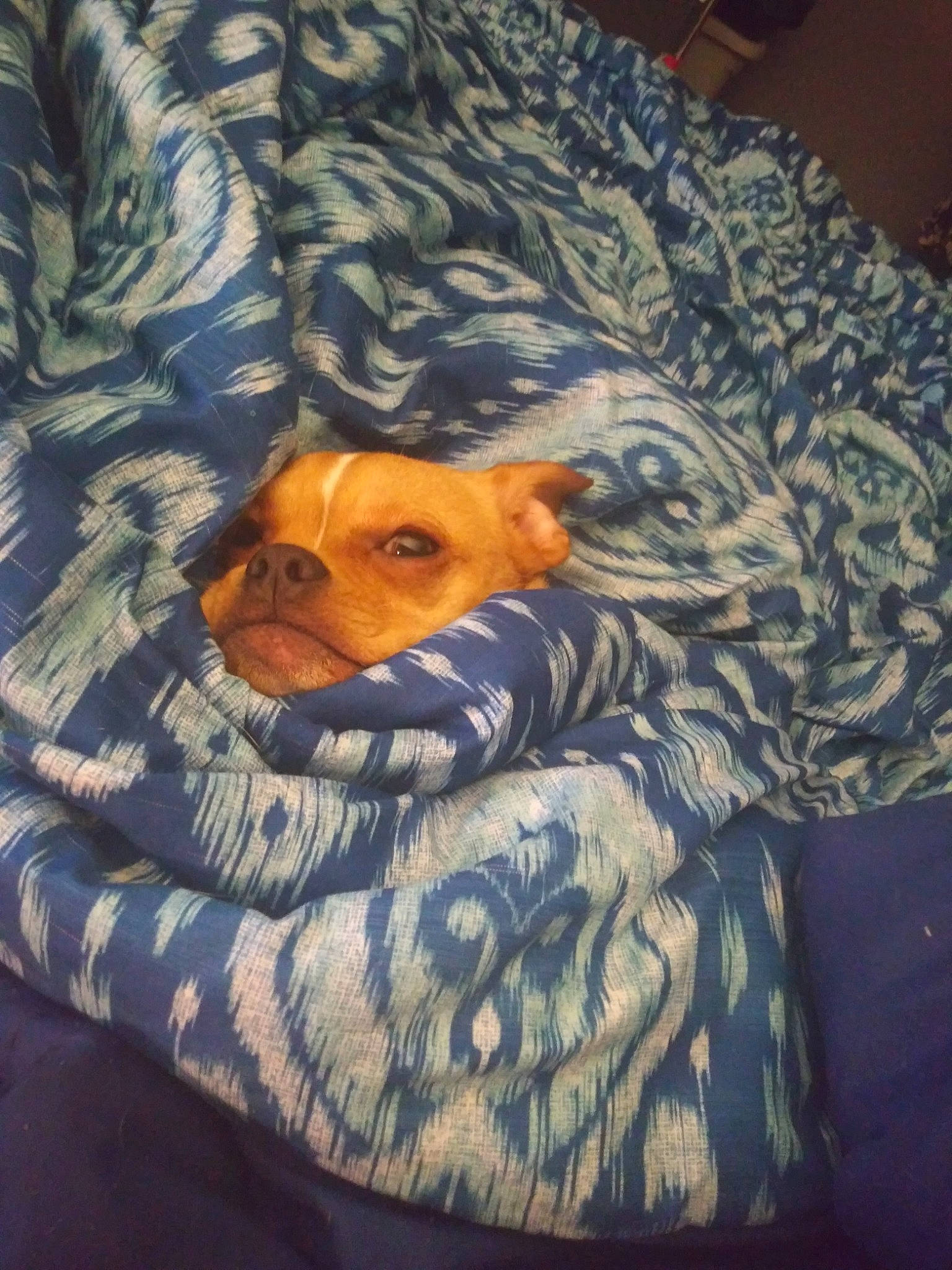 Ellie is registered to the contest to win money with this photo: bed, bedding, bedtime, canidae, carnivore, comfort, companion_dog, dog, dog_breed, dog_supply, fawn, guard_dog, linens, nap, snout, sporting_group, terrier, toy_dog, whiskers, working_animal