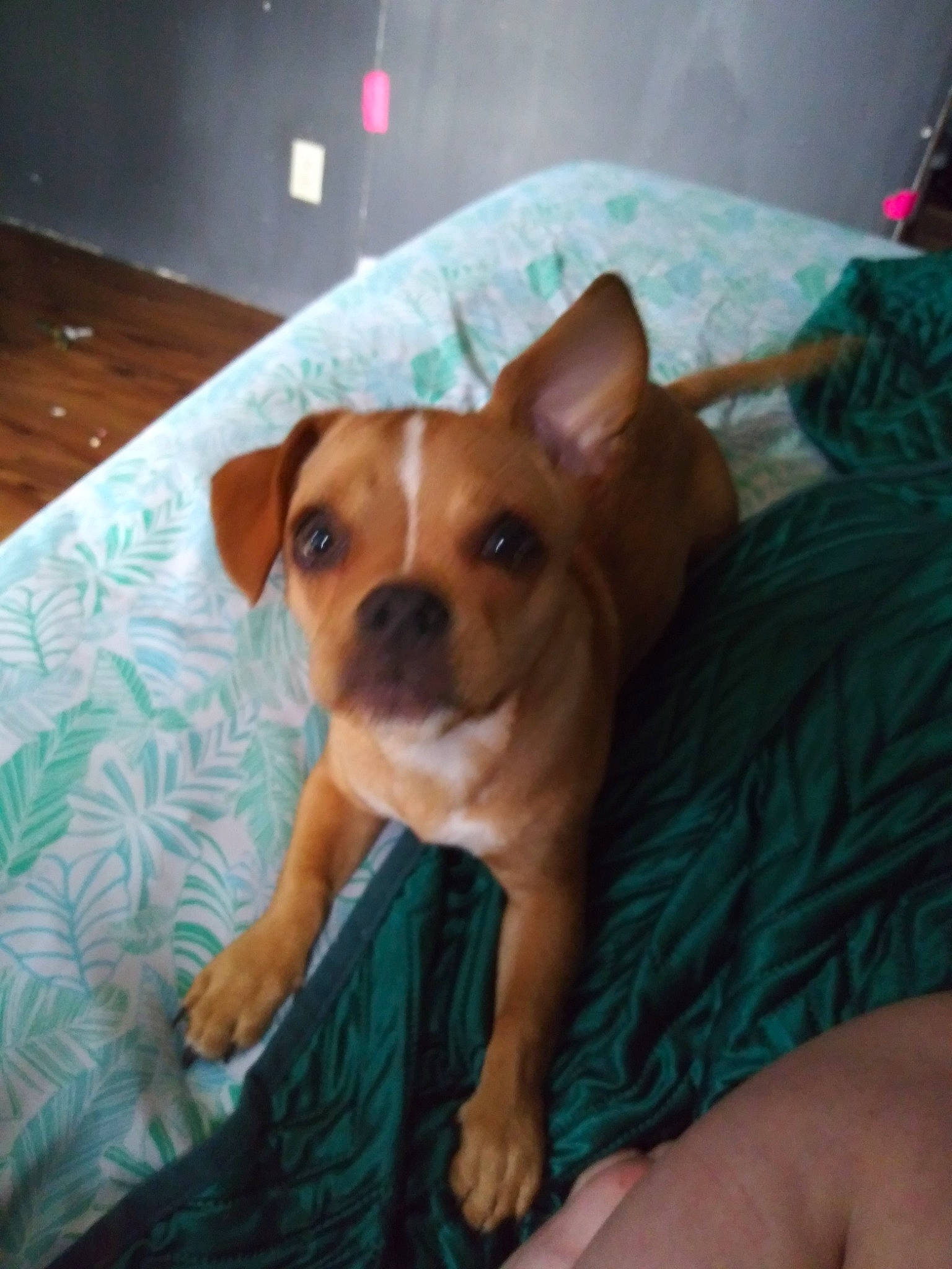 Ellie is registered to the contest to win money with this photo: carnivore, chihuahua, comfort, companion_dog, couch, dog, dog_breed, fawn, flooring, fur, guard_dog, hardwood, linens, snout, sporting_group, terrestrial_animal, toy_dog, whiskers, wood, working_animal