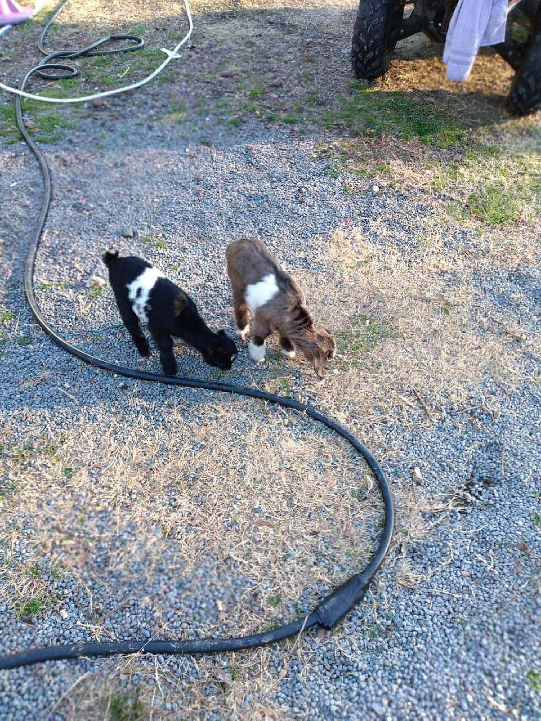 Muffin And Bunny is registered to the contest to win money with this photo: asphalt, beak, claw, concrete, felidae, flightless_bird, fur, grass, landscape, leash, plant, road, road_surface, shadow, sidewalk, small_to_medium_sized_cats, soil, tail, terrestrial_animal, wildlife