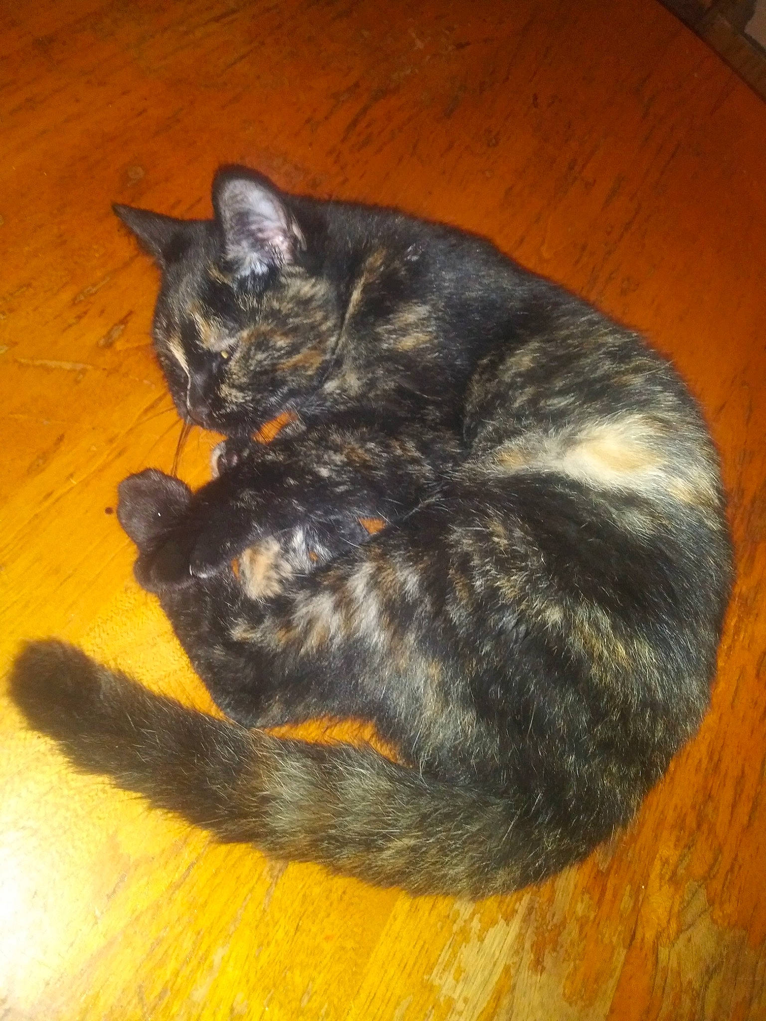 Sneakers is registered to the contest to win money with this photo: carnivore, cat, cat_toy, claw, comfort, domestic_short_haired_cat, felidae, flooring, fur, grey, hardwood, paw, small_to_medium_sized_cats, snout, tail, terrestrial_animal, whiskers, wood