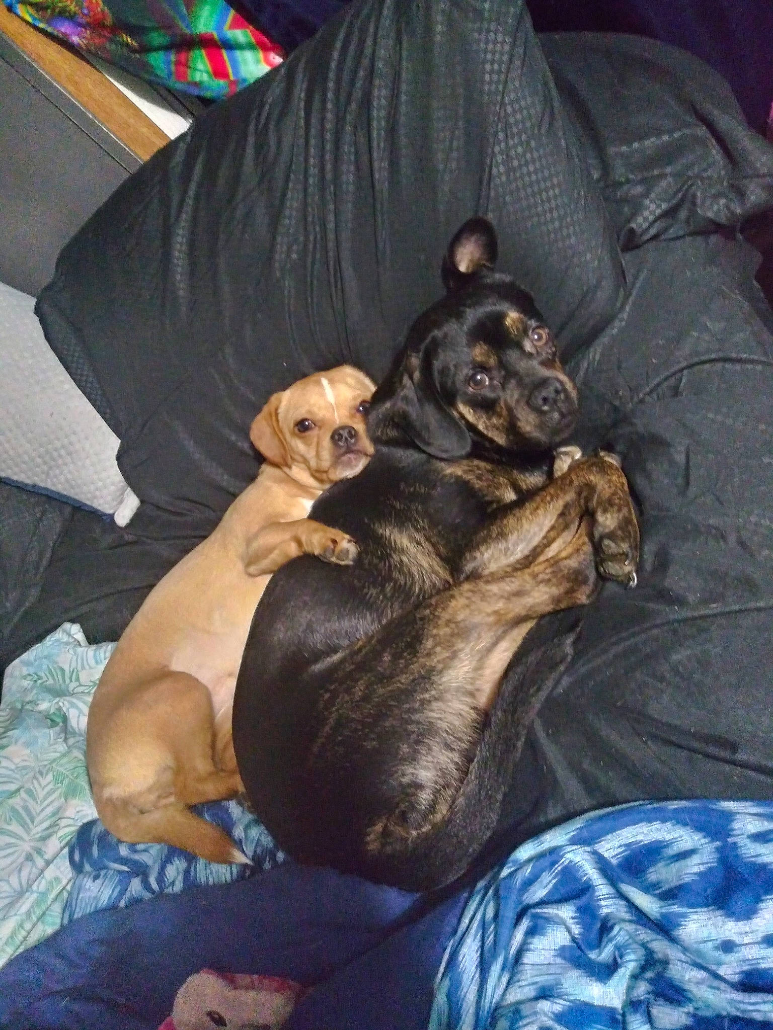 Nibbler joined the competition — help win amazing prizes! canidae, carnivore, comfort, companion_dog, dog, dog_breed, fawn, fur, guard_dog, liver, mammal, nap, non_sporting_group, puppy, sighthound, snout, sporting_group, toy_dog, whiskers, working_animal