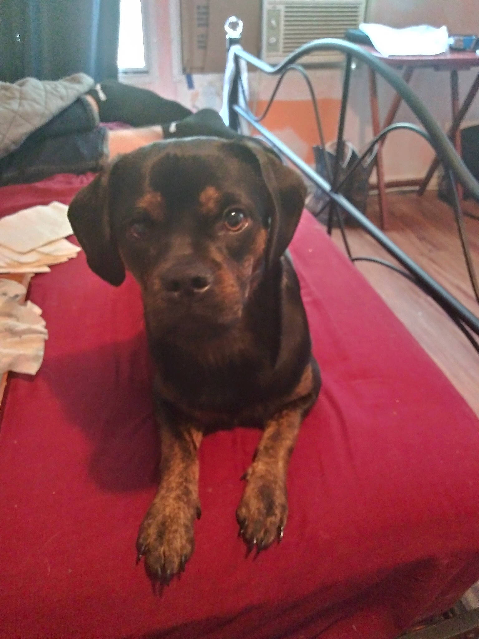 Nibbler joined the competition — help win amazing prizes! canidae, carnivore, chair, companion_dog, dog, dog_breed, ear, fawn, flooring, fur, furniture, guard_dog, hat, liver, snout, sporting_group, toy_dog, whiskers, working_animal, working_dog