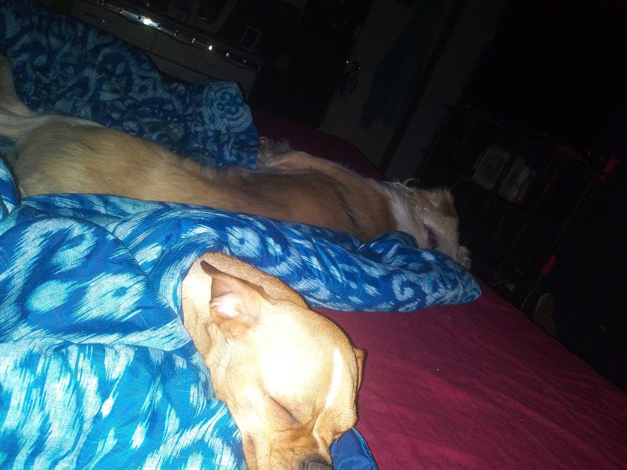 Bart is registered to the contest to win money with this photo: barefoot, carnivore, cat, comfort, companion_dog, dog_breed, fawn, felidae, foot, fur, human_leg, linens, room, small_to_medium_sized_cats, snout, sporting_group, tail, whiskers, wood, wrist