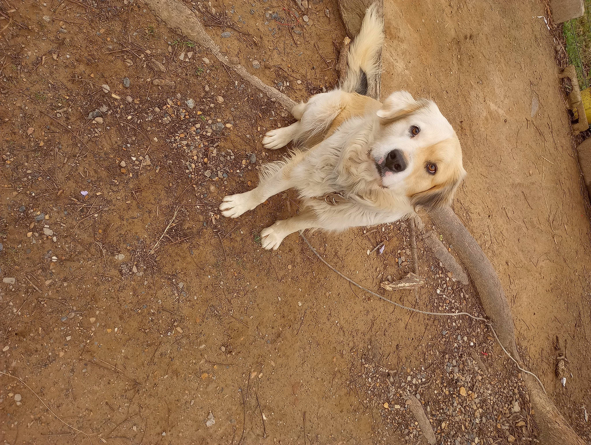 Bart is registered to the contest to win money with this photo: canidae, carnivore, companion_dog, dog, dog_breed, fawn, fur, livestock_guardian_dog, non_sporting_group, paw, sand, shadow, snout, soil, sporting_group, street_dog, tail, terrestrial_animal, wildlife, working_animal