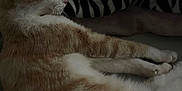 Zoomy joined the competition — help win amazing prizes! cat, sleeping, feline, pet, striped_blanket, zebra_pattern, indoor, resting, fur, whiskers, animal, cute, relaxation, cozy, soft, mammal, domestic, quiet, calm, comfort