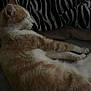 cat, sleeping, feline, pet, striped_blanket, zebra_pattern, indoor, resting, fur, whiskers, animal, cute, relaxation, cozy, soft, mammal, domestic, quiet, calm, comfort
