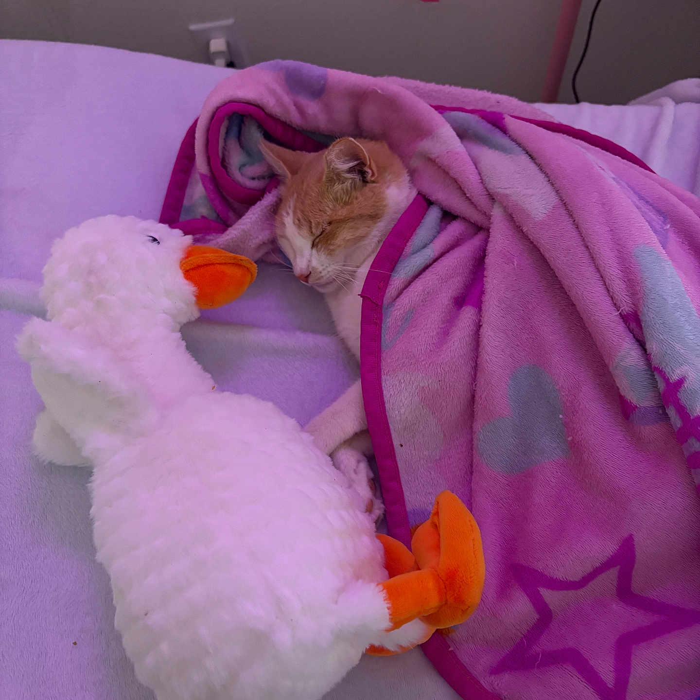 Zoomy is registered to the contest to win money with this photo: animal, bed, blanket, cat, comfort, cozy, cute, duck, fabric, indoor, orange, pets, pink, plush, resting, sleeping, soft, stuffed_animal, toy, white