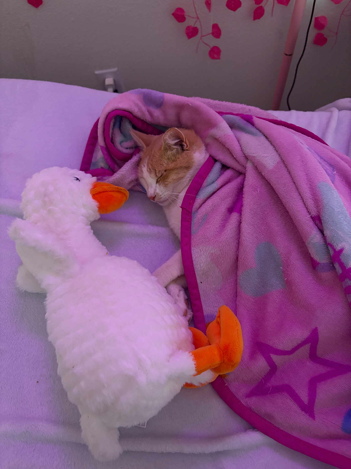 Zoomy is registered to the contest to win money with this photo: cat, sleeping, blanket, pink, stuffed_animal, duck, bed, cozy, orange, white, plush, soft, indoor, cute, pets, animal, resting, comfort, fabric, toy