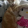 Zoomy is registered to the contest to win money with this photo: cat, sleeping, plush_toy, hello_kitty, pink_dress, polka_dots, blanket, paw_prints, indoor, cozy, cute, feline, resting, soft_toy, close_up, pet, fur, domestic_animal, relaxation, snuggling