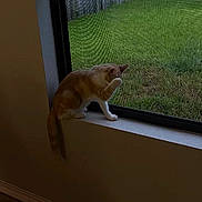 Zoomy is registered to the contest to win money with this photo: cat, window, window_sill, mesh_screen, indoor, pet, animal, curious, green_grass, fence, daylight, side_view, orange_cat, white_paws, tail, wall, floor, house_interior, quiet, looking_out
