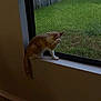 cat, window, window_sill, mesh_screen, indoor, pet, animal, curious, green_grass, fence, daylight, side_view, orange_cat, white_paws, tail, wall, floor, house_interior, quiet, looking_out