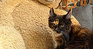 Brookie a rejoint le concours — aidez-le/la à gagner de superbes lots ! animal, cat, couch, cozy, cute, ears, face, friendship, furniture, grey, indoor, kitten, pet, plush, sitting, soft, stuffed_toy, teddy_bear, tortoiseshell, whiskers