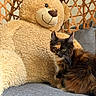 Brookie a rejoint le concours — aidez-le/la à gagner de superbes lots ! cat, kitten, tortoiseshell, stuffed_toy, teddy_bear, plush, furniture, couch, grey, cute, pet, indoor, cozy, animal, soft, sitting, whiskers, ears, face, friendship
