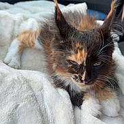 Brookie participe au concours pour gagner de l'argent avec cette photo : kitten, cat, fluffy, calico, pet, animal, feline, whiskers, ears, paws, soft, blanket, resting, cute, indoors, sleepy, closeup, fur, young, cozy
