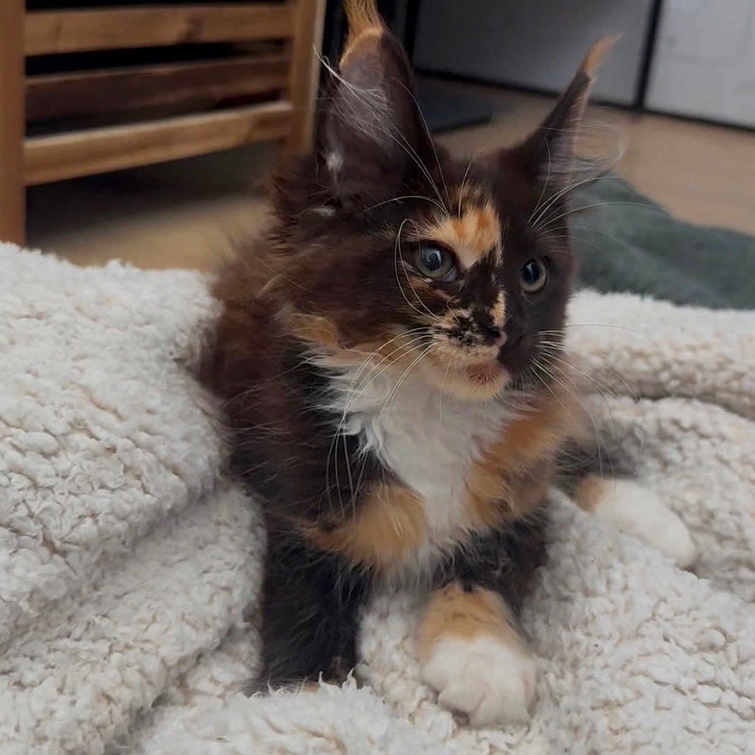 Brookie a rejoint le concours — aidez-le/la à gagner de superbes lots ! kitten, cat, calico, blue_eyes, fluffy, blanket, indoor, cozy, furniture, wooden_cabinet, floor, pet, animal, cute, young, fur, whiskers, face, relaxing, home
