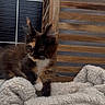 Brookie a rejoint le concours — aidez-le/la à gagner de superbes lots ! kitten, cat, feline, pet, fur, curious, blanket, cozy, soft, wooden_furniture, indoor, cute, animal, young, whiskers, ears, playful, domestic, resting, texture