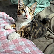 Daisy participe au concours pour gagner de l'argent avec cette photo : kitten, cat, tabby, pet, animal, feline, cute, young, indoor, resting, blanket, pink, white, checkered, fur, whiskers, paw, cozy, soft, curious