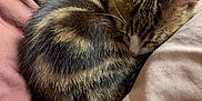 Daisy participe au concours pour gagner de l'argent avec cette photo : kitten, cat, sleeping, curled_up, tabby, fur, whiskers, bed, blanket, cozy, resting, indoor, cute, pet, animal, soft, warm, relaxation, young_cat, nap