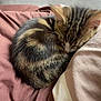 kitten, cat, sleeping, curled_up, tabby, fur, whiskers, bed, blanket, cozy, resting, indoor, cute, pet, animal, soft, warm, relaxation, young_cat, nap