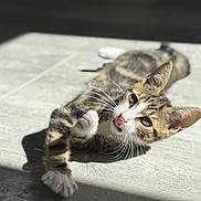 Daisy participe au concours pour gagner de l'argent avec cette photo : adorable, animal, cat, close_up, cute, domestic_cat, feline, floor, indoor, kitten, paw, pet, playful, relaxing, striped, sunlight, tabby, tongue_out, whiskers, young_cat