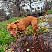 Sanjy a rejoint le concours — aidez-le/la à gagner de superbes lots ! dog, brown_dog, water, stream, grass, leaves, bridge, trees, outdoor, nature, autumn, leash, canine, pets, walking, park, curious, animal, daytime, overcast