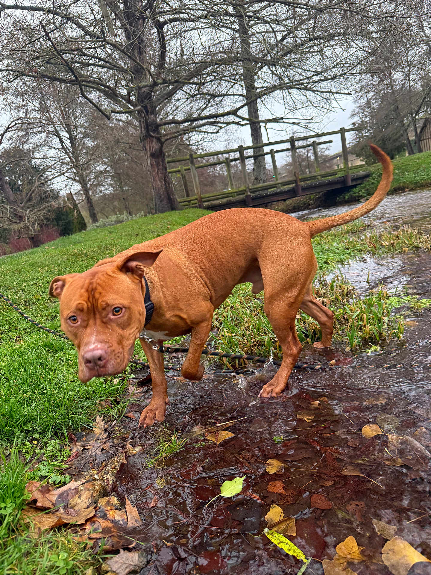 Sanjy a rejoint le concours — aidez-le/la à gagner de superbes lots ! dog, brown_dog, water, stream, grass, leaves, bridge, trees, outdoor, nature, autumn, leash, canine, pets, walking, park, curious, animal, daytime, overcast