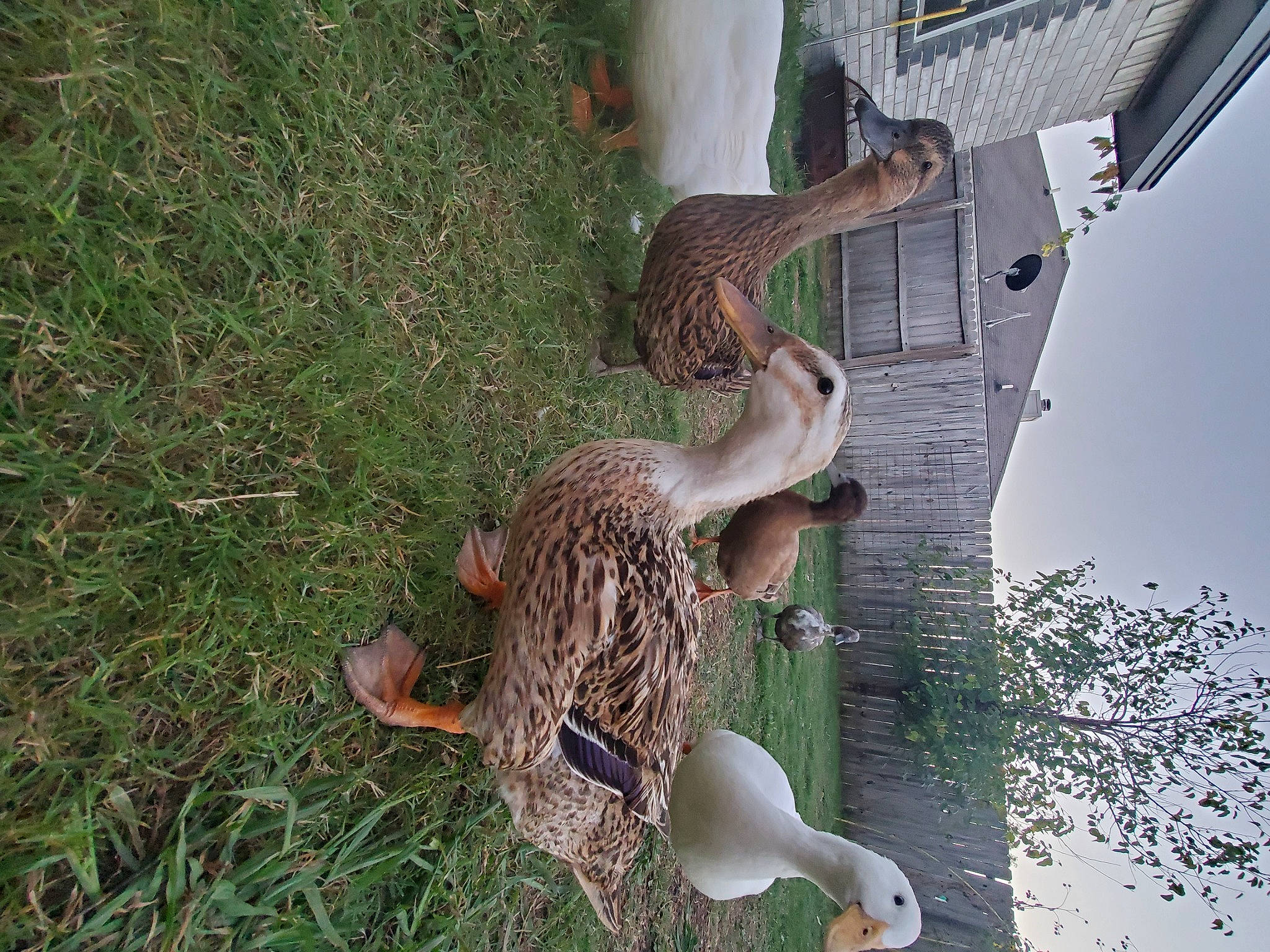 Dumpling joined the competition — help win amazing prizes! art, beak, feather, fur, grass, groundcover, natural_material, plant, sky, tail, terrestrial_animal, tower, tree, trunk, wildlife, wood