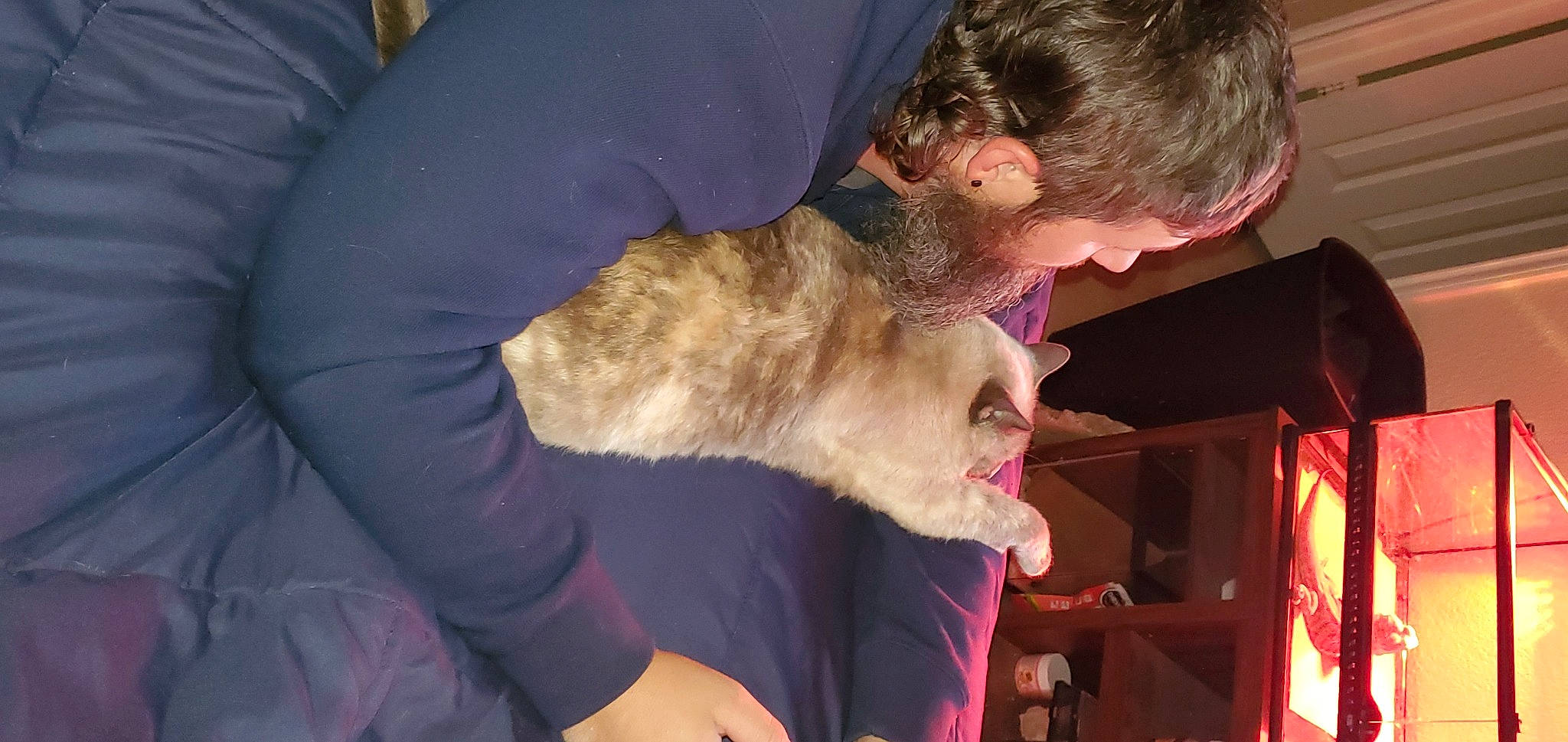 Remy is registered to the contest to win money with this photo: beard, canidae, carnivore, companion_dog, dog_breed, ear, event, fawn, felidae, fun, fur, gesture, natural_material, small_to_medium_sized_cats, sporting_group, wood