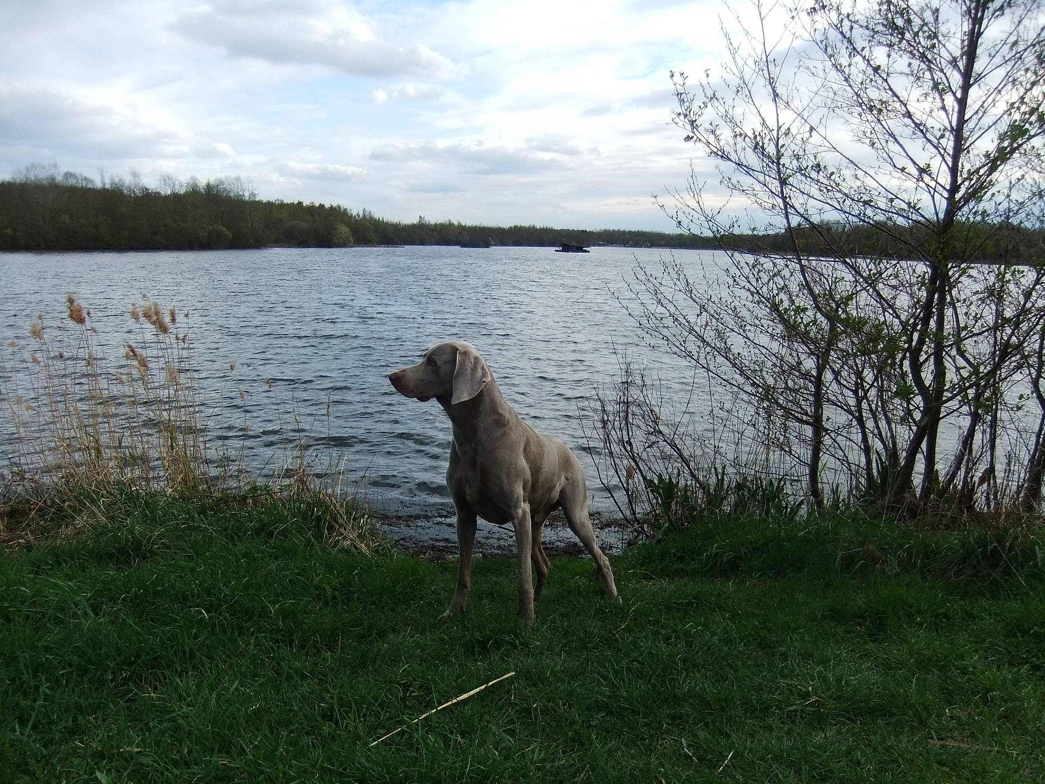 Dusty participe au concours pour gagner de l'argent avec cette photo : bank, body_of_water, carnivore, cloud, dog, dog_breed, fawn, grass, gun_dog, lake, landscape, natural_environment, natural_landscape, plant, sky, tail, tree, water, wood, working_animal
