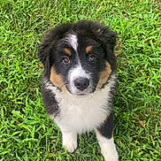 Onyx joined the competition — help win amazing prizes! puppy, dog, grass, outdoor, pet, cute, animal, fur, black, white, brown, young, adorable, nature, playful, looking_up, sitting, fluffy, eyes, innocent