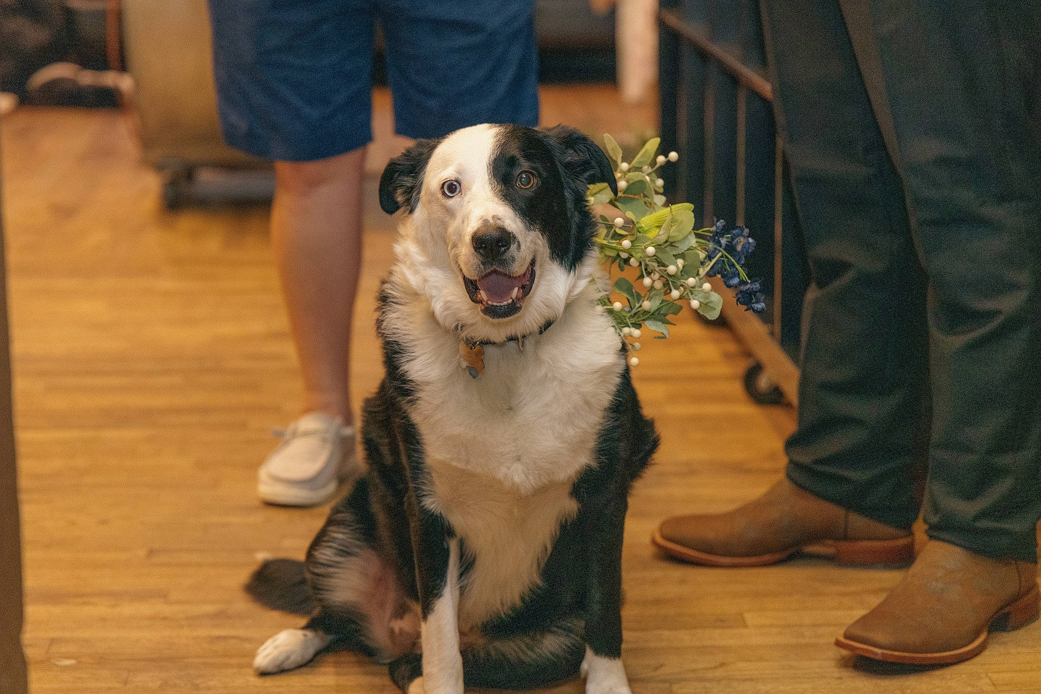 Missy is registered to the contest to win money with this photo: canidae, carnivore, collar, companion_dog, denim, dog, dog_breed, event, flooring, fur, hardwood, houseplant, human_leg, leash, plant, shoe, sporting_group, whiskers, wood, wood_flooring