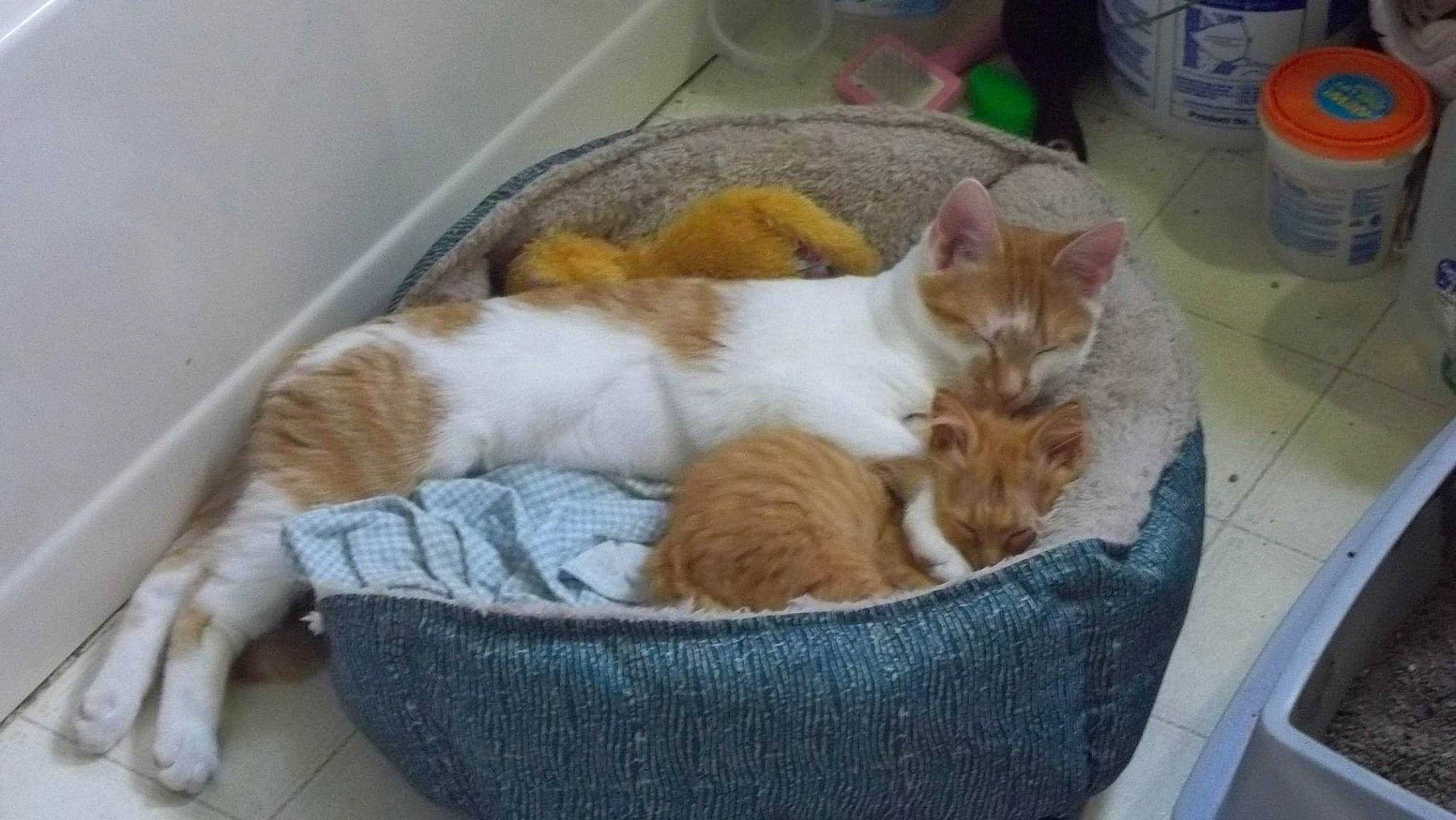 Missy is registered to the contest to win money with this photo: animal_shelter, basket, carnivore, cat, cat_bed, cat_supply, comfort, domestic_short_haired_cat, fawn, felidae, fur, nap, paw, pet_supply, small_to_medium_sized_cats, tail, whiskers, wicker