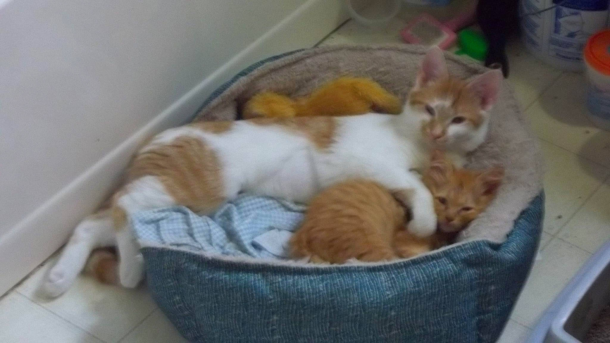 Missy joined the competition — help win amazing prizes! box, canidae, carnivore, cat, cat_supply, comfort, companion_dog, domestic_short_haired_cat, fawn, felidae, fur, hardwood, nap, paw, pet_supply, small_to_medium_sized_cats, tail, whiskers