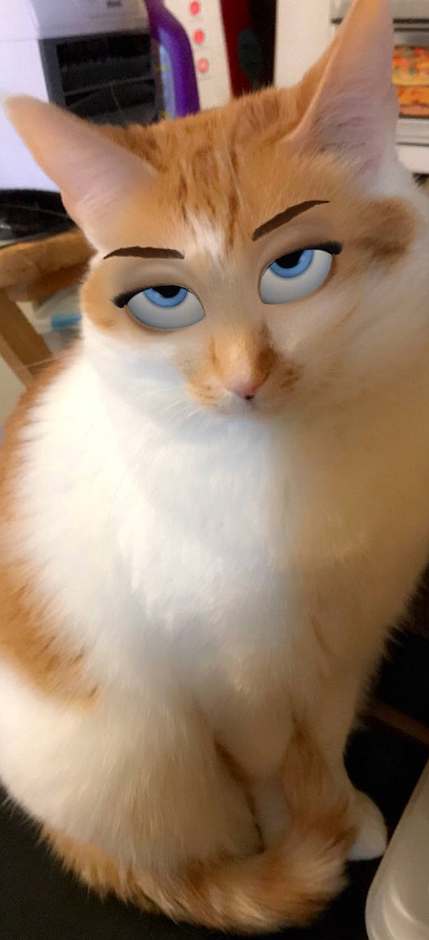 Missy is registered to the contest to win money with this photo: carnivore, cat, domestic_short_haired_cat, ear, fawn, felidae, fur, iris, nose, paw, small_to_medium_sized_cats, snout, tail, terrestrial_animal, whiskers