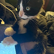 Mittens is registered to the contest to win money with this photo: kitten, cat, tuxedo_cat, tablet, paw, whiskers, indoor, closeup, curious, black_and_white, pet, animal, feline, soft_lighting, blanket, cozy, young, technology, screen, resting