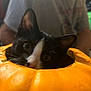 cat, black_and_white_cat, pumpkin, orange, hollowed_pumpkin, curious, animal, pet, indoor, person, gray_shirt, blurry_background, close_up, cute, fall, autumn, ears, whiskers, face, eyes