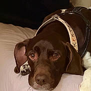 Cooper joined the competition — help win amazing prizes! dog, bed, collar, harness, brown, white_paw, lying_down, pet, indoor, closeup, expression, animal, canine, resting, comfort, fur, ears, nose, eyes, sleepy