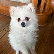 Queen Q-Tip joined the competition — help win amazing prizes! animal, black_nose, cute, dog, domestic_animal, ears, fluffy, fur, furniture, home, indoor, looking_at_camera, pet, pomeranian, puppy, small_dog, stairs, standing, white_fur, wooden_floor