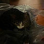 cat, tabby, plastic_bag, floor, indoor, pet, animal, fur, whiskers, ears, eye, paws, curious, resting, domestic, mammal, household, closeup, shadow, quiet