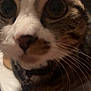 Juno is registered to the contest to win money with this photo: cat, close_up, curious, whiskers, wide_eyes, pet, feline, indoor, collar, animal, blurred, portrait, face, tabby, domestic_cat, nose, fur, cute, focus, investigation